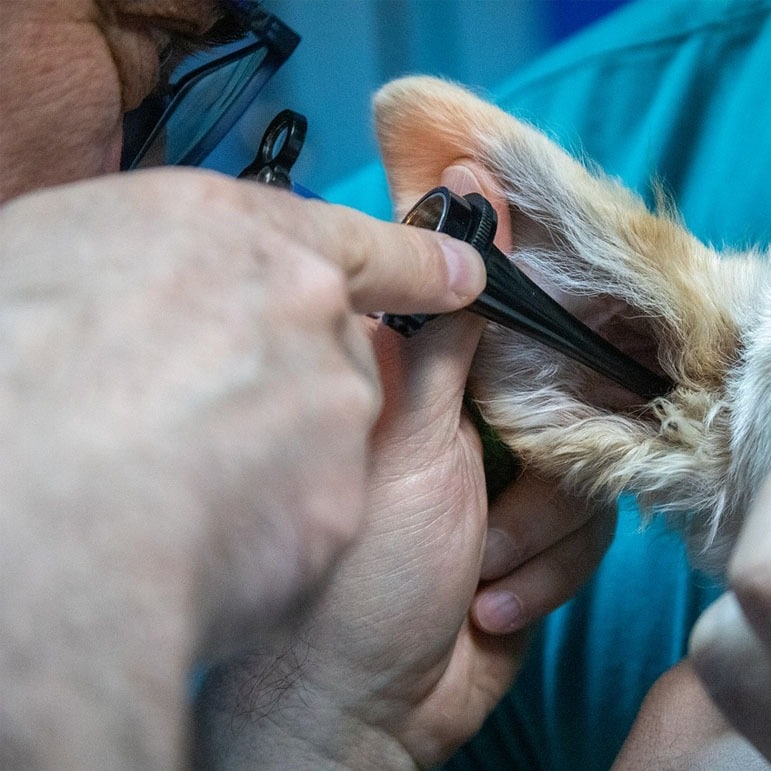 Vétérinaire de référé en consultation à la clinique ProvenceVet à Avignon